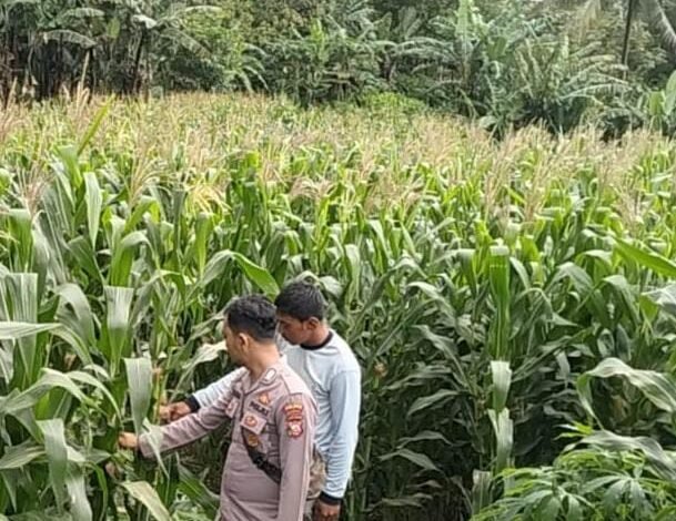 Polsek Kadungora Dampingi Petani, Jagung Lahan Binaan Polri Tumbuh Subur