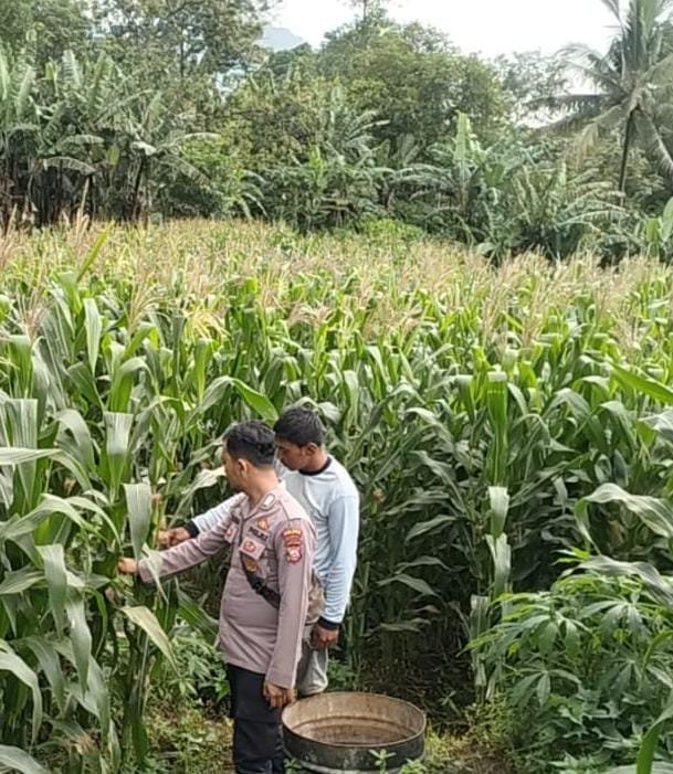Polsek Kadungora Dampingi Petani, Jagung Lahan Binaan Polri Tumbuh Subur
