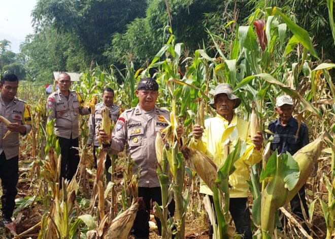 Polres Sumedang Panen 4 Ton Jagung Hibrida di Tanjungsari