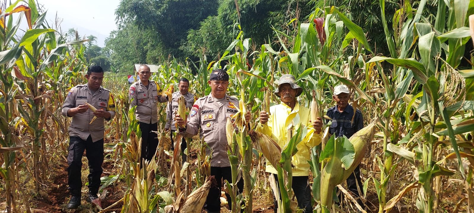 Polres Sumedang Panen 4 Ton Jagung Hibrida di Tanjungsari