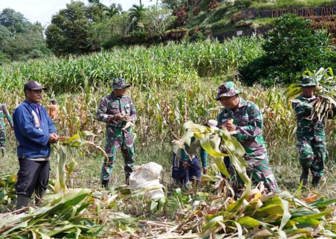 Dukung Ketahanan Pangan, Satgas TMMD ke-127 Kodim 0808/Blitar Bantu Warga Panen Jagung