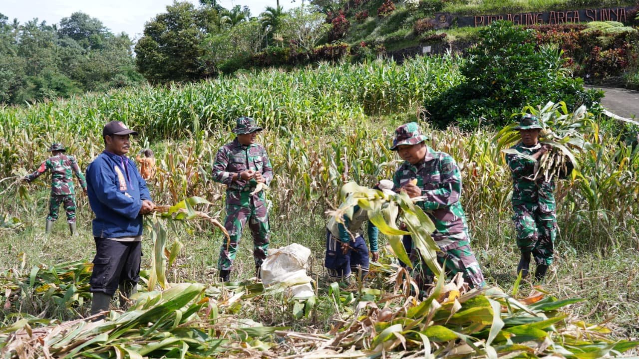 Dukung Ketahanan Pangan, Satgas TMMD ke-127 Kodim 0808/Blitar Bantu Warga Panen Jagung