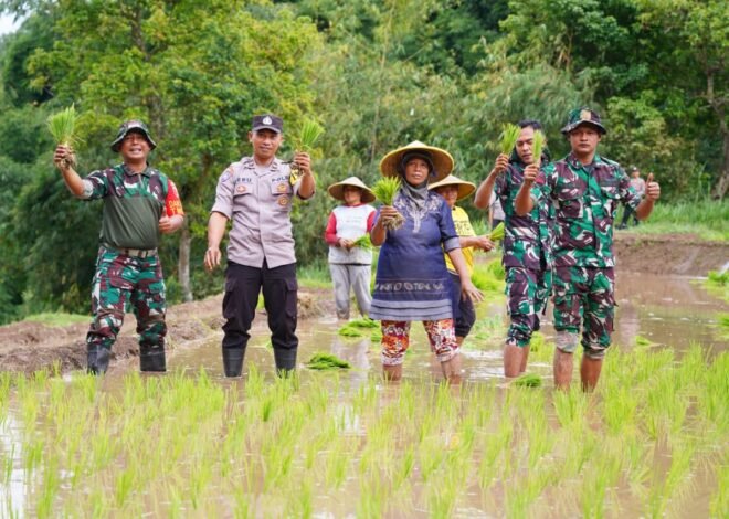 Satgas TMMD Ke 127 Bersama Warga Laksanakan Penanaman Padi Dukung Ketahanan Pangan Di Desa Krisik