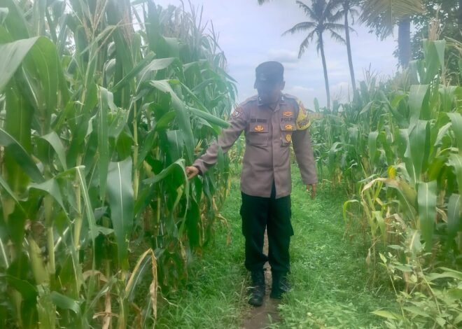 Bhabinkamtibmas Polsek Kresek Dukung Program Ketahanan Pangan Pemerintah