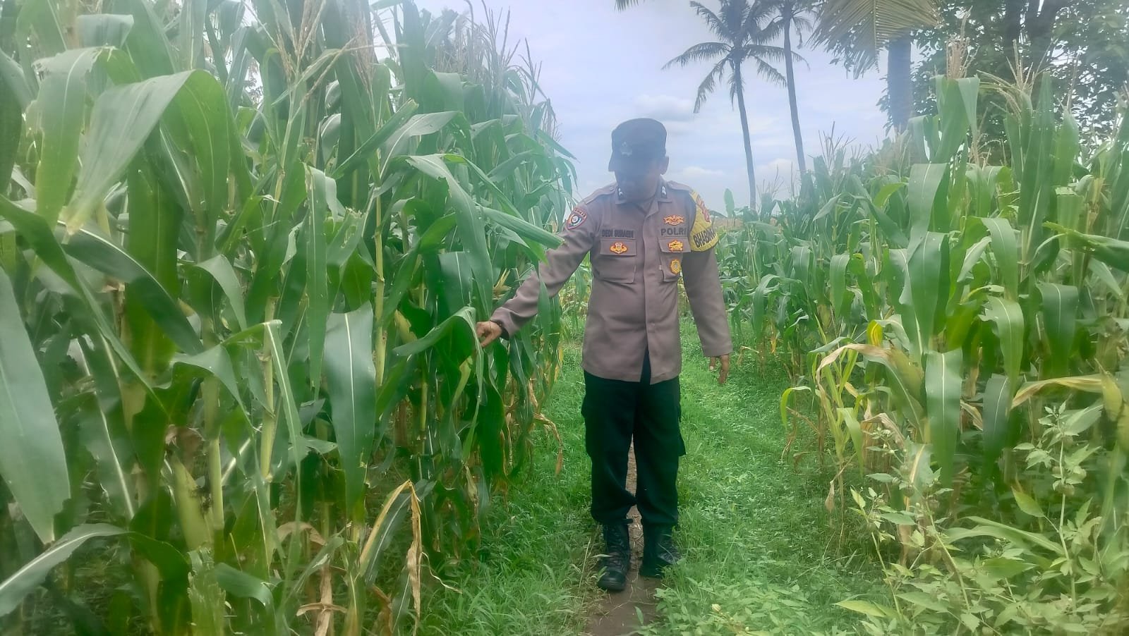 Bhabinkamtibmas Polsek Kresek Dukung Program Ketahanan Pangan Pemerintah