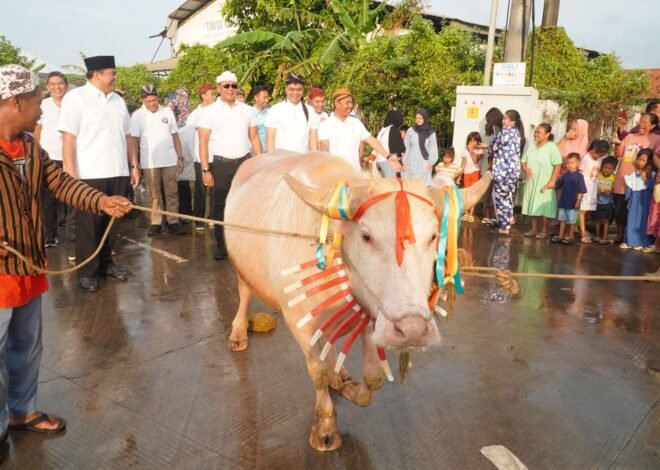 Kerbau Bule Diarak 1 Kilometer, Jadi Magnet Baru Lomban Syawalan Jepara 2026