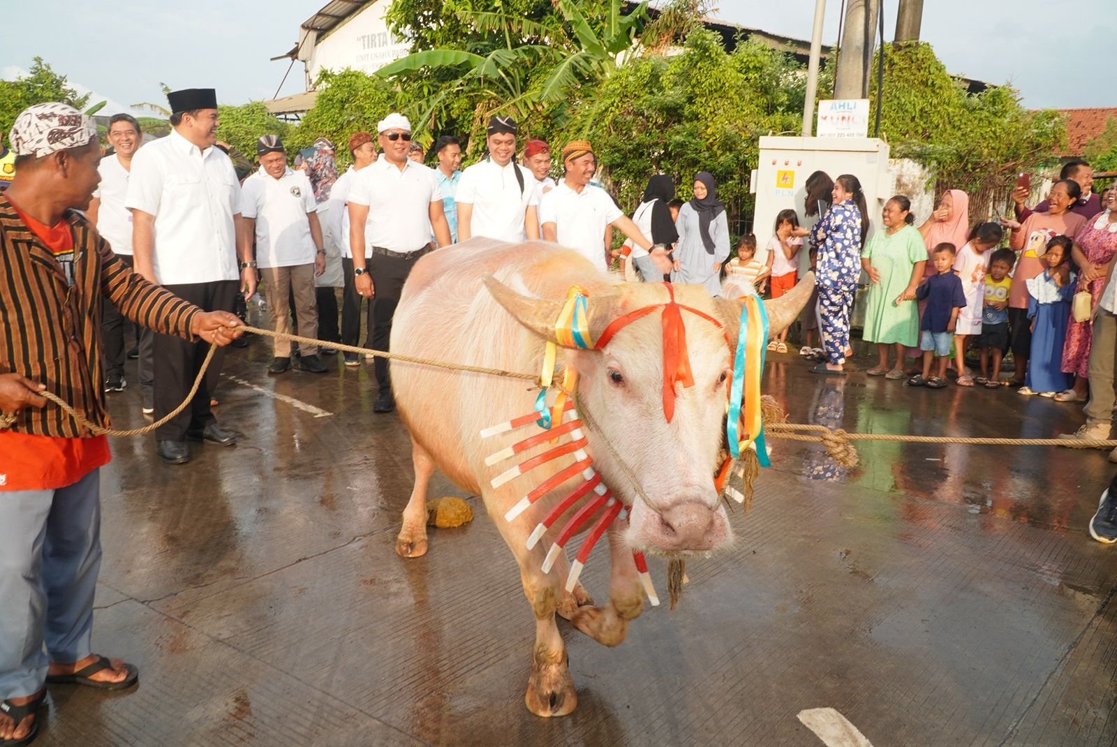 Kerbau Bule Diarak 1 Kilometer, Jadi Magnet Baru Lomban Syawalan Jepara 2026