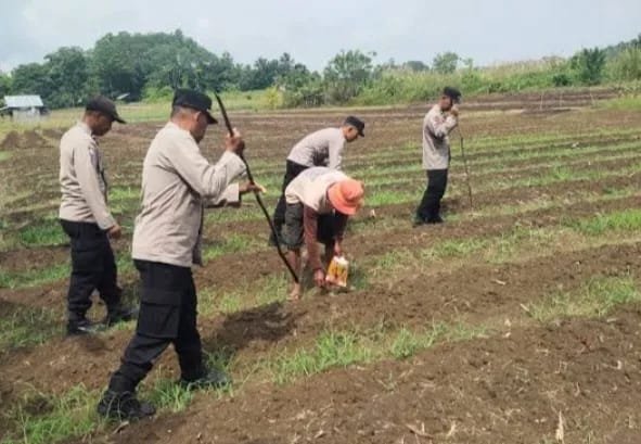 Keroyok Bareng Rame-Rame”: Rahasia Polda Jabar Tanam Ribuan Hektar Jagung Menuju Swasembada Pangan