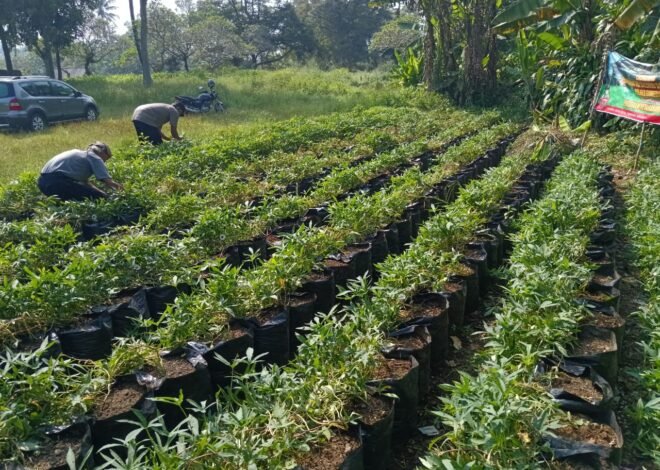 SATRES NARKOBA POLRES SUMEDANG DUKUNG KETAHANAN PANGAN MELALUI PEMELIHARAAN BUDIDAYA UBI CILEMBU
