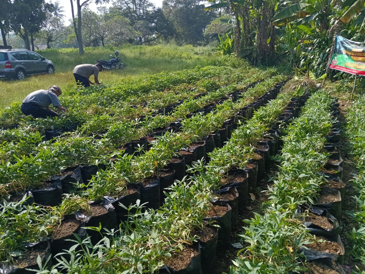 SATRES NARKOBA POLRES SUMEDANG DUKUNG KETAHANAN PANGAN MELALUI PEMELIHARAAN BUDIDAYA UBI CILEMBU