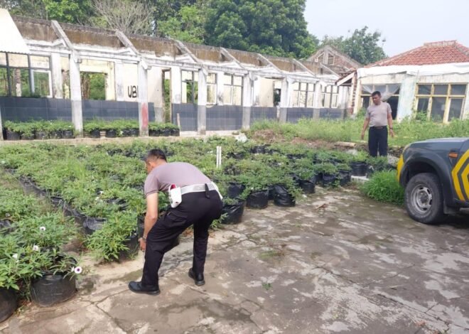 KAPOLRES SUMEDANG TEGASKAN KOMITMEN DUKUNG KETAHANAN PANGAN MELALUI PROGRAM BUDIDAYA UBI CILEMBU