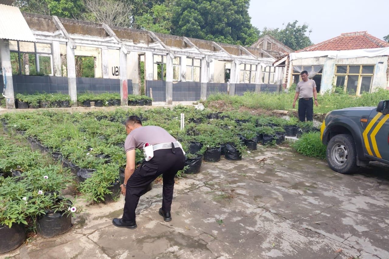KAPOLRES SUMEDANG TEGASKAN KOMITMEN DUKUNG KETAHANAN PANGAN MELALUI PROGRAM BUDIDAYA UBI CILEMBU