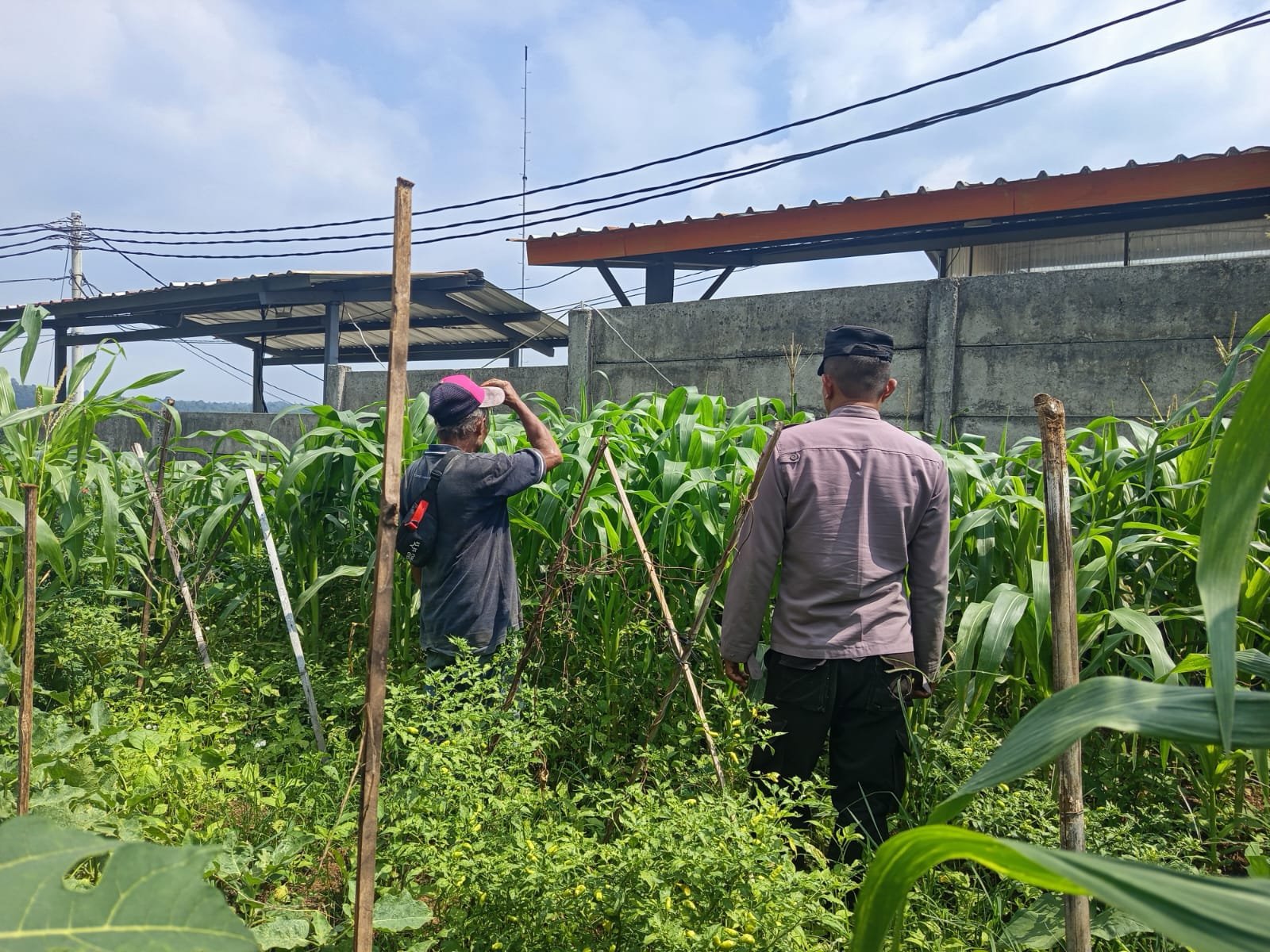 Cegah Hama Sejak Dini, Polsek Kiarapedes Dampingi Petani Optimalkan Produksi Jagung Hibrida