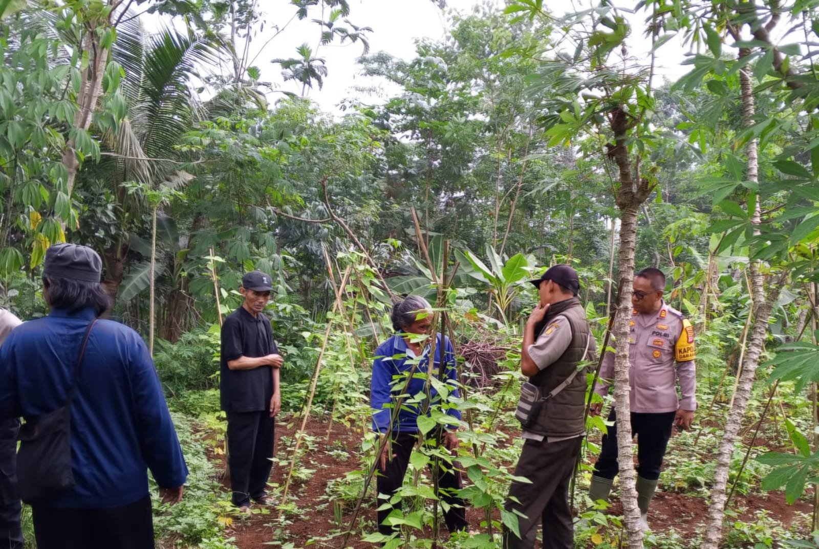 Turun Langsung ke Lahan, Kapolsek Darangdan Pantau Pertumbuhan Jagung Hibrida Dukung Swasembada Pangan